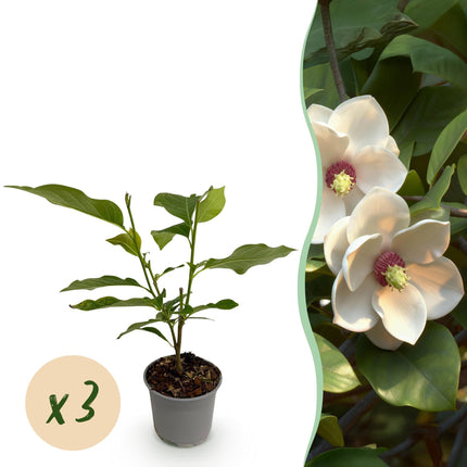 Magnolia sieboldii – 3 Pflanzen – 12cm – Höhe ca. 30cm