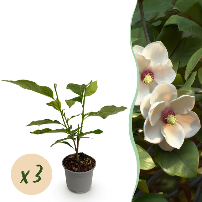 Magnolia sieboldii – 3 Pflanzen – 12cm – Höhe ca. 30cm
