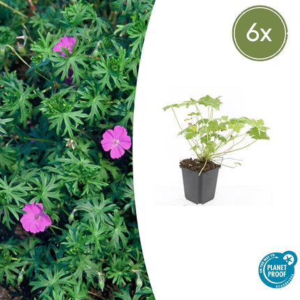 Blut-Storchschnabel Geranium 'Tiny Monster' – ↕10-25cm – Ø9cm – 6 Pflanzen – Kompakte, sommerblühende Staude für Beet, Kübel & Bodendecker – Pflegeleicht & robust
