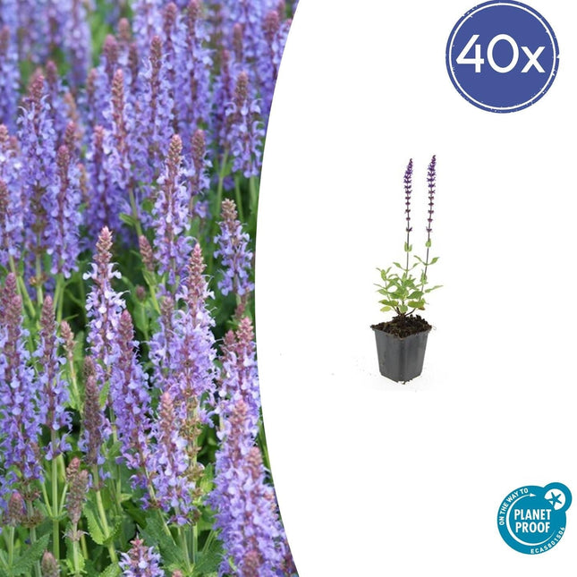 Blüten-Salbei Salvia nemorosa 'Caradonna' – ↕10-25cm – Ø9cm – 40 Pflanzen – Tiefviolette Blüten & Schwarze Stängel – Bienenfreundlich