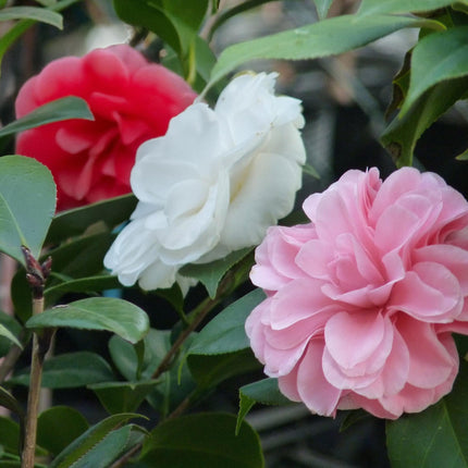 Kamelie Camellia japonica Tricolour – Strauch – Blüte Rosa, Weiß & Rot – Immergrün – 15cm Höhe 30cm – Für Garten & Terrasse