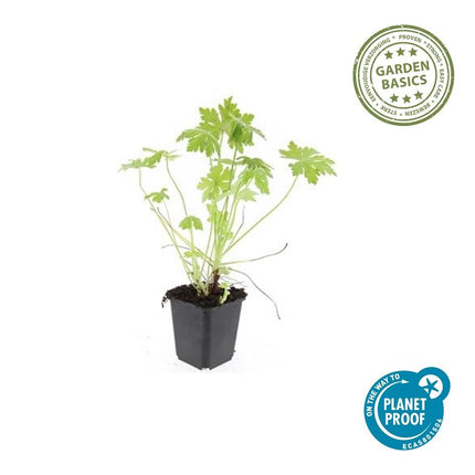 Balkan – Storchschnabel – Geranium macrorrhizum – Ø9cm – 10-25cm – 12 Pflanzen – winterhart, pflegeleichter Bodendecker
