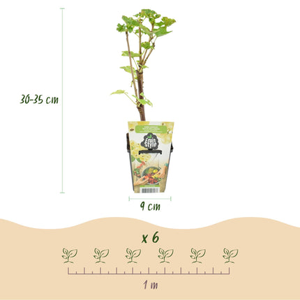 Weiße Johannisbeerpflanzen Ribes rubrum Witte Hollander winterhart 6 Pflanzen Ø9cm Höhe 30cm – Süße weiße Johannisbeeren für Garten & Balkon