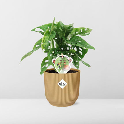 Monstera Monkey Leaf – Fensterblatt – Ø14cm Gelber Vibes Fold Topf – Tropische Zimmerpflanze – Luftreinigend & pflegeleicht – Swiss Cheese Plant