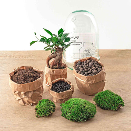 Flaschengarten Egg Bonsai – DIY Terrarium mit Ficus Ginseng – Mini-Biotop – Ø12 cm x H25 cm – Do-it-yourself – Pflegeleichtes Ökosystem für Zuhause & Büro