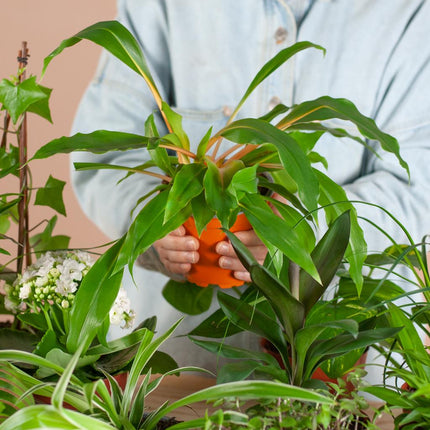 Zimmerpflanzen 12er Set – Save Me Box – Überraschungs-Zimmerpflanzen mit Lissabon Schwarz Pflanzkörben – Pflegeleicht & Nachhaltig