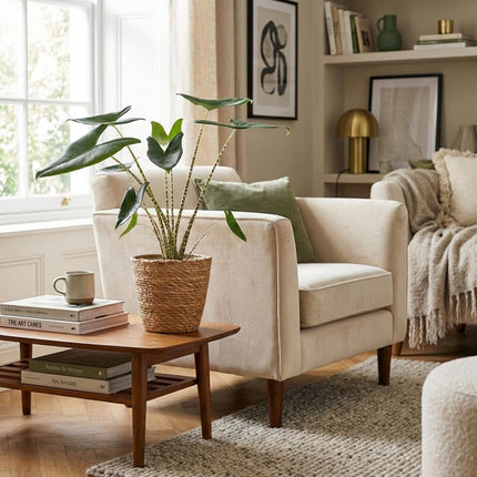 Alocasia Zebrina Elefantenohr – Zimmerpflanze 70-75cm – 21cm mit Seegraskorb – Tropische Grünpflanze – Dekorative Zimmerpflanze für Wohnzimmer & Büro