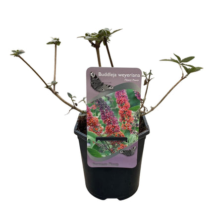 Schmetterlingsstrauch Buddleja davidii Flower Power – Lila – Rosa Blüten – 17cm x H30cm – Bis 2m – Sonnig & Pflegeleicht