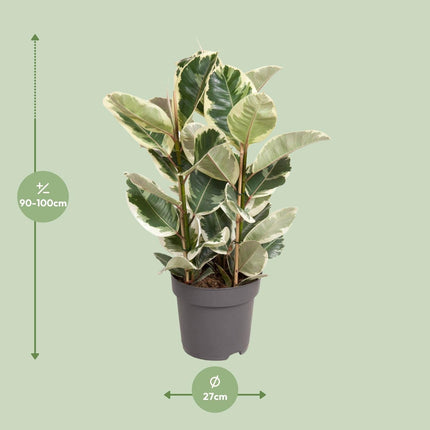 Ficus Elastica Tineke – 100 cm hoch – Ø27 cm – Bunte Gummibaum-Zimmerpflanze – Luftreinigend & pflegeleicht – Tropische Deko für Wohn- und Büroräume