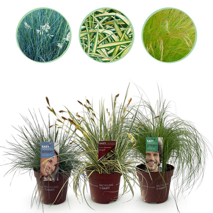 Ziergräser Set – 3 Pflanzen – Blau Gelb Grün – Immergrün & winterhart – 17cm Höhe ca. 50cm – Für Beet, Balkon & Terrasse