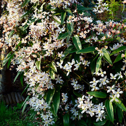 Kletterpflanze – Clematis armandii – Weiße Blüten – Immergrün – Duftend – 11cm – Höhe 40cm – Frühblüher – Pflegeleicht