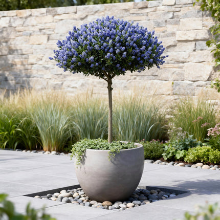 Kalifornischer Flieder Ceanothus thyrsiflorus Repens Ø19cm Höhe90cm – Immergrüner Zierstrauch mit blau – lila Blüten