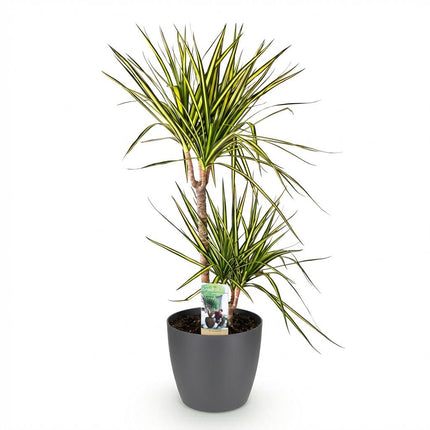 Dracaena Sunray Pflanze Mit Grauem Topf Ø21cm Höhe ca.90-100cm Drachenbaum Grün Gelb Pflegeleicht Großpflanze Für Wohnzimmer Büro & Empfangsbereich