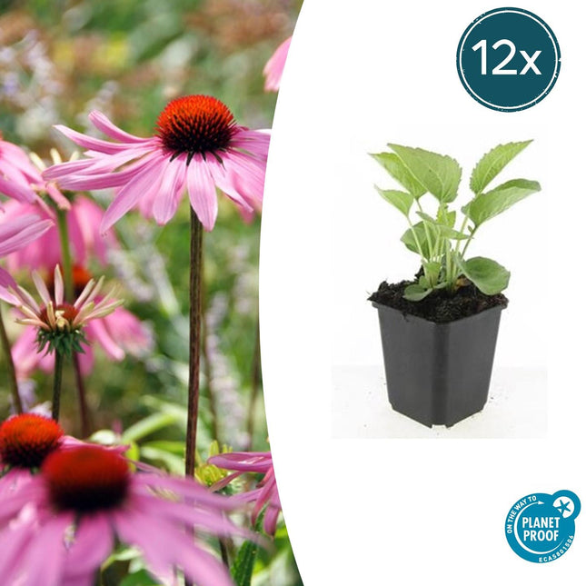 Rotblühender Scheinsonnenhut Echinacea p. 'Magnus' – ↕10-25cm – Ø9cm – 12 Pflanzen – Winterharte Staude – Bienen – & Schmetterlingsfreundlich