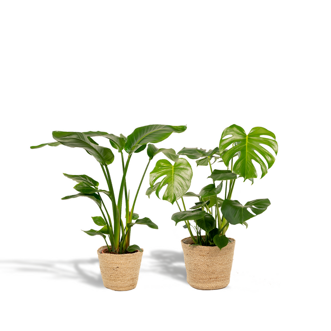 Strelitzia Nicolai – Ø19cm – ↕85cm + Monstera Deliciosa – Ø21cm – ↕75cm inkl. Naturkorb – Tropisches Zimmerpflanzen – Set mit luftreinigend