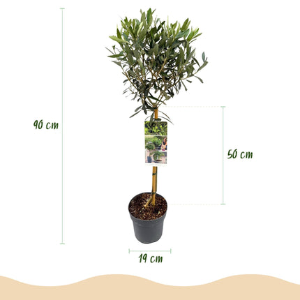 Olea Europaea Olivenbaum auf Stamm – Immergrüne Terrassenpflanze – Pflegeleicht – Ø19 cm – Höhe ca. 90 cm – Mediterranes Flair für Balkon & Garten