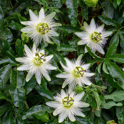 Passiflora Avalanche Passionsblume – Weiße Kletterpflanze 11cm – 2 Pflanzen Set ca.40cm – Duftende Blüten & Pflegeleicht