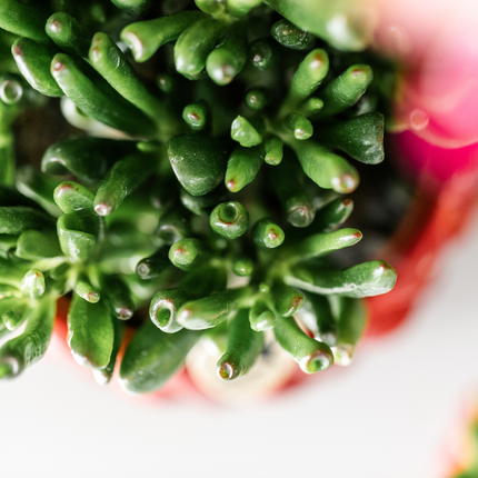 Sukkulenten Set – 4 Pflanzen – Zimmerpflanzen im Ø9cm – Pflegeleicht & dekorativ – Ideal für Zuhause, Büro & Geschenkideen