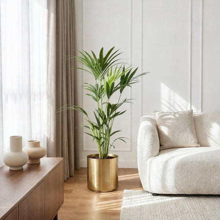Howea Forsteriana – Kentia – Palme – 2 Pflanzen – 120-130cm – 21cm – Pflegeleichte Zimmerpalmen mit eleganten Wedeln