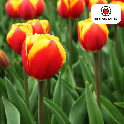 Dow Jones Tulpenzwiebeln – 20 Blumenzwiebln – Rot-Gelb Gestreifte Tulpen – Für Garten & Topf