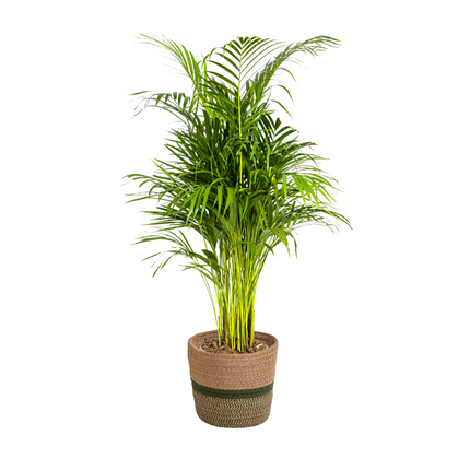 Dypsis Areca Lutescens inkl. Naturkorb – Höhe 100-120cm – Ø21cm – Goldpalme mit leuchtend grünen Blättern – Luftreinigende Zimmerpflanze