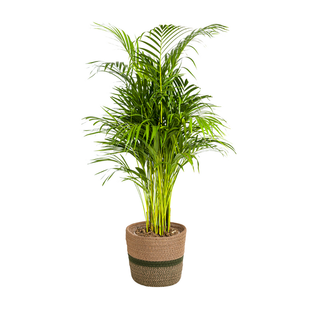 Dypsis Areca Lutescens inkl. Naturkorb – Höhe 100-120cm – Ø21cm – Goldpalme mit leuchtend grünen Blättern – Luftreinigende Zimmerpflanze
