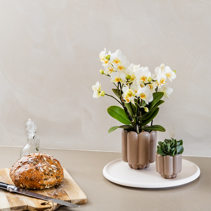 Retro-Ziertopf Sand Ø6cm – Runder Blumentopf mit Rillenstruktur – Dekorativer Übertopf im Vintage-Design – Mattes Finish für Mini-Zimmerpflanzen & Sukkulenten