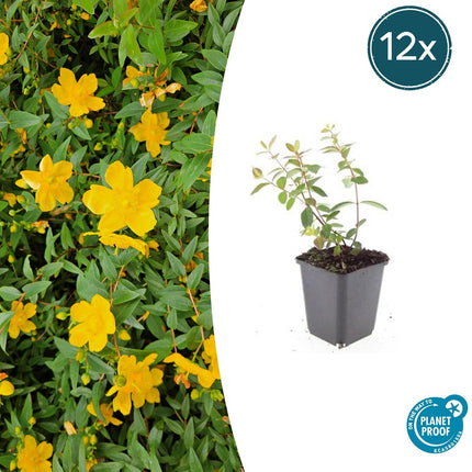 Johanniskraut Hypericum dummeri 'Peter Dummer' – ↕10-25cm – Ø9cm – 12 Pflanzen – Winterharter Bodendecker mit gelben Blüten