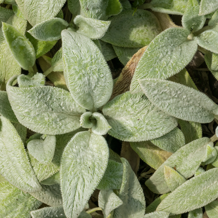 Stachys byzantina Silver Carpet – 60 Pflanzen – Ø9cm – Höhe 10-25cm – Winterharte Bodendecker Staude – Silberlaub