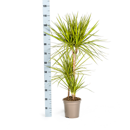 Drachenbaum - Dracaena Marginata ‘Sunray’ – Zimmerpflanze – Ø21 cm – Höhe 100–110 cm – Tropischer Farbkontrast – Pflegeleicht & dekorativ