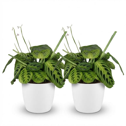 Maranta Fascinator Lemon Lime 2er Set Pflanzen Mit Weißem Topf Ø12cm Höhe ca.25cm Gebetspflanze Haustierfreundlich Pflegeleicht Für Zimmer Büro & Bad