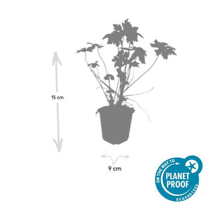 Balkan – Storchschnabel – Geranium macrorrhizum – Ø9cm – 10-25cm – 12 Pflanzen – winterhart, pflegeleichter Bodendecker