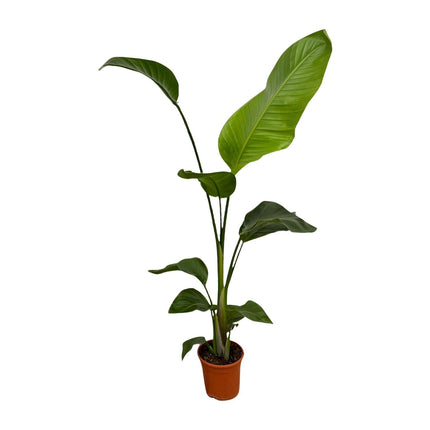 Weißer Paradiesvogel – Strelitzia Nicolai – Zimmerpflanze – Ø17cm – ca. 100 cm hoch – Exotisches Grün für Innenräume - 2 Pflanzen