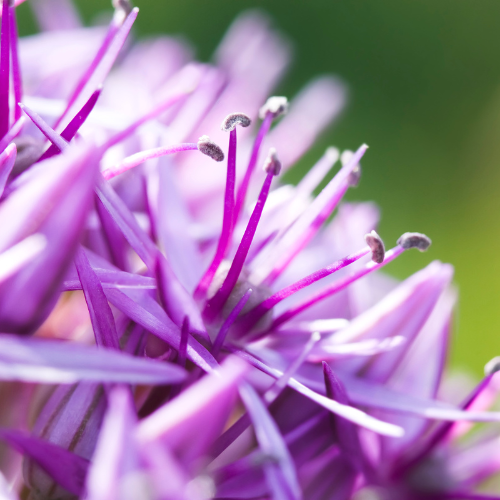 Allium 'Globemaster' – Zierlauch Blumenzwiebeln – 5 Blumenzwiebeln – Extra große violette Blütenbälle – Winterharte Staude für Beet, Rabatte & Schnitt – XXL-Zwiebeln
