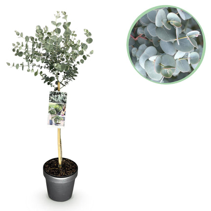 Eukalyptus Eucalyptus gunnii Azura – 19cm – Höhe ca. 90cm – Immergrüne winterharte Terrassenpflanze mit graugrünen duftenden Blättern