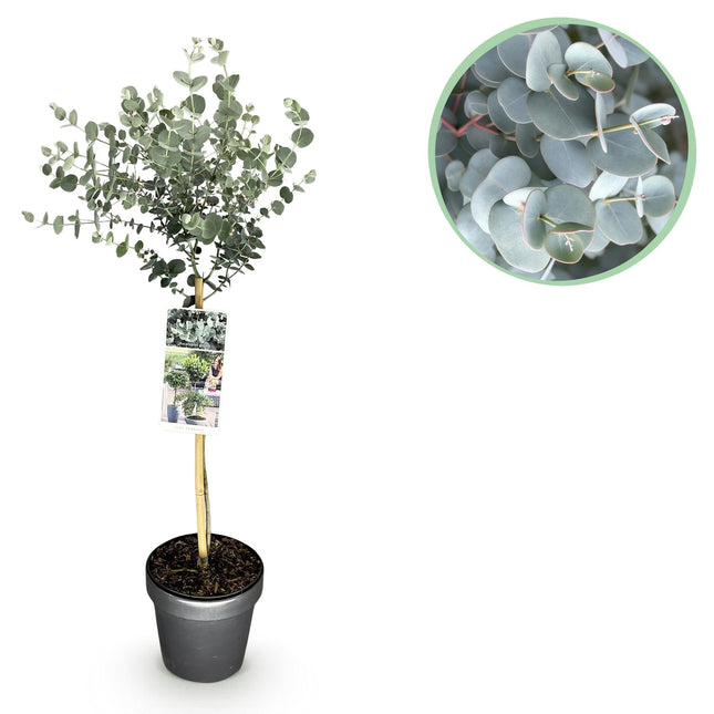 Eukalyptus Eucalyptus gunnii Azura – 19cm – Höhe ca. 90cm – Immergrüne winterharte Terrassenpflanze mit graugrünen duftenden Blättern