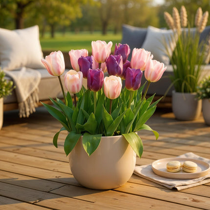 Blumenzwiebeln Tulipa Macron Mix – Verschiedene Farben – 12 Stück – Zwiebelgröße 11/12 – Bunte Tulpenmischung für Garten, Balkon & Terrasse – Frühjahrsblüher