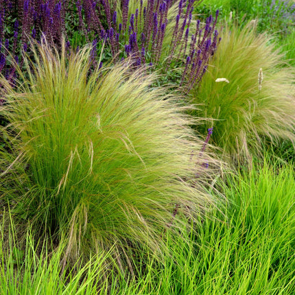 Zartes Federgras Stipa tenuifolia Pony Tails – 2 Pflanzen – Ø17cm – Immergrün, pflegeleicht & trockenheitsresistent – Höhe ca. 50cm – Bienenfreundlich & vielseitig