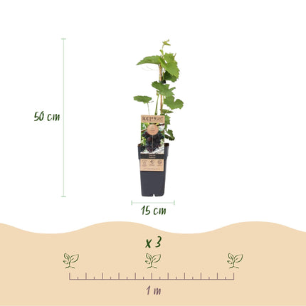 Weinrebe – Vitis vinifera Himrod – Kernlose Trauben – 2 Pflanzen – Obstpflanze – 15cm – Höhe 50cm