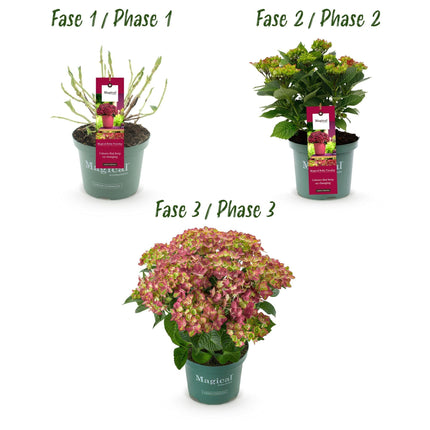 Hydrangea macrophylla Ruby Tuesday & Sapphire – Gartenhortensie – 2 Pflanzen – 23cm – Höhe 55cm – Rot und Blau – Balkonpflanze – 6-10 Blüten