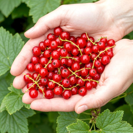 Rote Johannisbeere Ribes rubrum Jonkheer van Tets winterhart 6 Pflanzen Ø9cm Höhe30cm – Ertragreiche rote Johannisbeere für Garten & Balkon