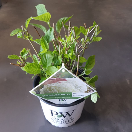 Hortensie - Hydrangea arborescens 'Strong Annabelle' - Ø19cm ↕30cm - Winterharte Gartenpflanze mit großen weißen Blüten