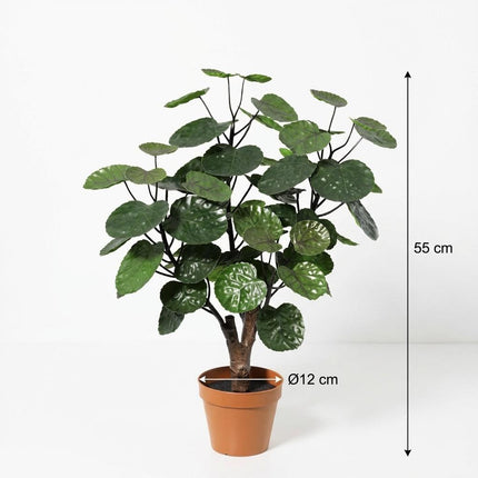 Polyscias Fabian Kunstpflanze 55cm – Dekorative Aralie Deko Pflanze – Pflegefreie Zimmerpflanze für Wohnzimmer Büro & Regal