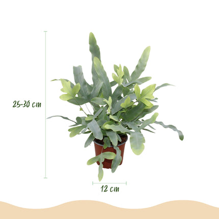 Phlebodium aureum Blue Star – 4 Pflanzen Set – Ø12cm Höhe 25–30cm – Blauer Farn mit blaugrünen Blättern – Haustierfreundliche Zimmerpflanze