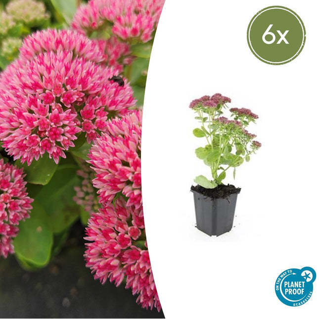 Hohes-Fettblatt Sedum 'Herbstfreude' – ↕10-25cm – Ø9cm – 6 Pflanzen – Winterhart – Trockenheitstolerant – Bienenfreundlich – Spätsommerblüte