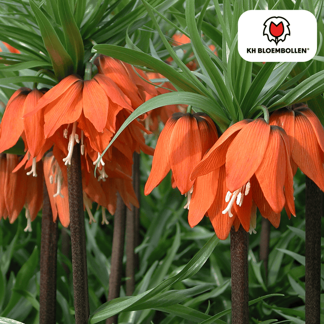 Fritillaria Kaiserkrone Rubra – 5 Blumenzwiebeln – Rot-Orange Frühlingsblüten – Ideal für Beete & Solitärpflanzungen