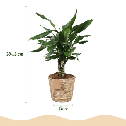 Dracaena fragrans Steudneri – Drachenbaum – 2 Pflanzen – 50-55cm – 17cm – Pflegeleichte Zimmerpflanze mit glänzend grünen Blättern – inkl. Naturkorb