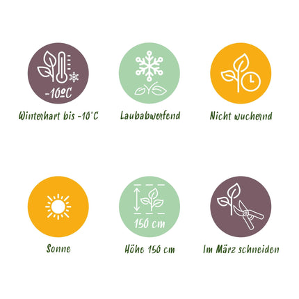 Feigenbaum Ficus carica Little Miss Figgy – 19cm Höhe ca.90cm – Winterhart & laubabwerfend – Kompakter Feigenbaum mit grünen Früchten