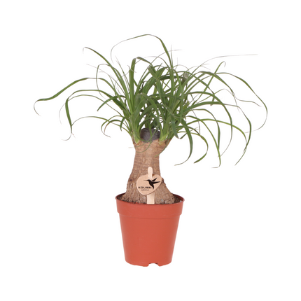 Beaucarnea recurvata – Elefantenfuß – Zimmerpflanze – Klumpstamm – Ø9cm – Pflegeleicht