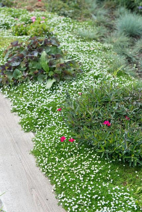 Pfriemen-Mastkraut - Sagina subulata - ↕10-25cm - Ø9cm - 40 Pflanzen – Rasenersatz & Fugenbegrünung – Trittfest & winterhart